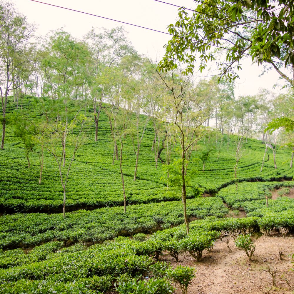 Teeplantage auf sanften Hügeln mit Teesträuchern und schlanken Bäumen unter bewölktem Himmel