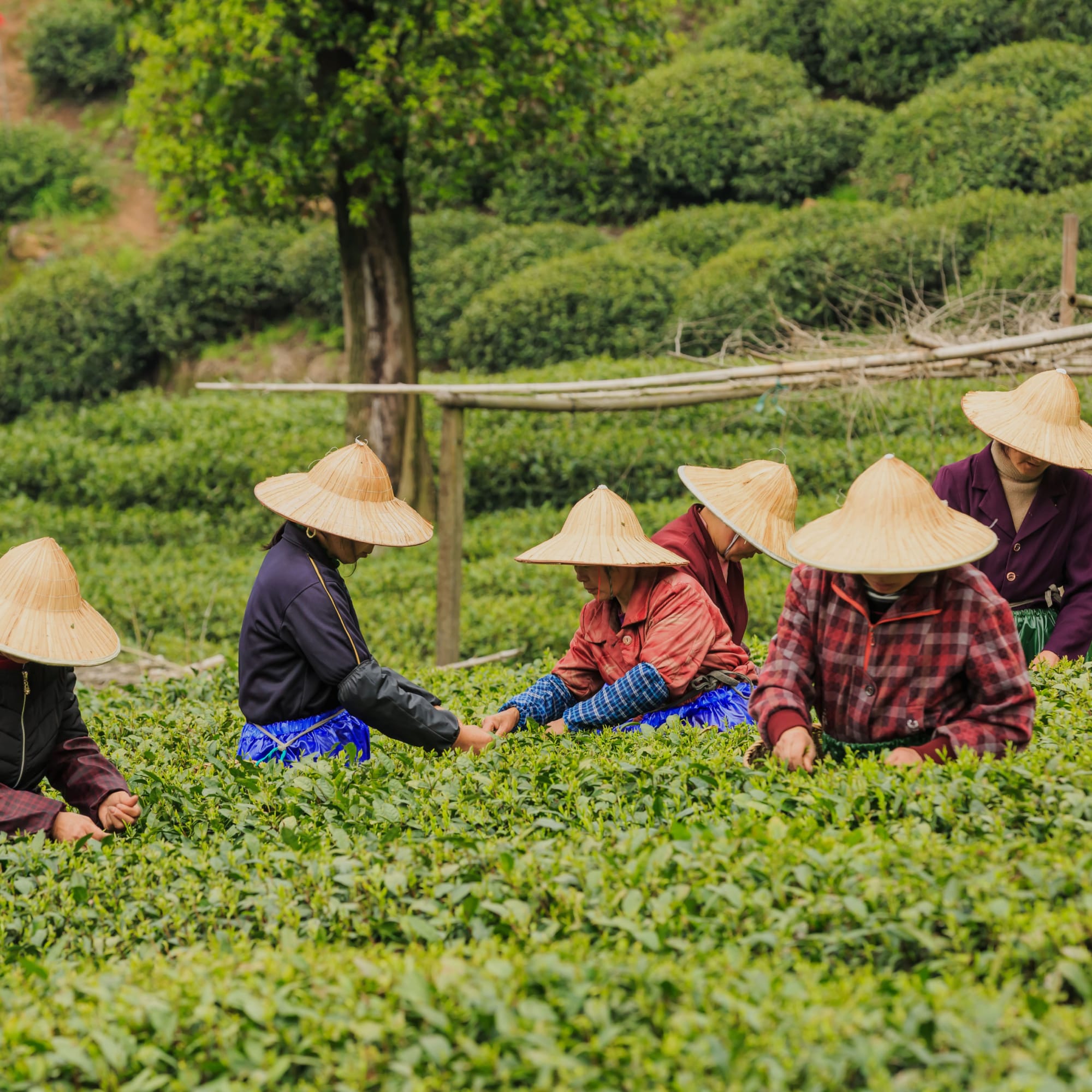 Sechs Teepflücker in traditionellen Hüten ernten in einem grünen Teegarten auf hügeligem Gelände.