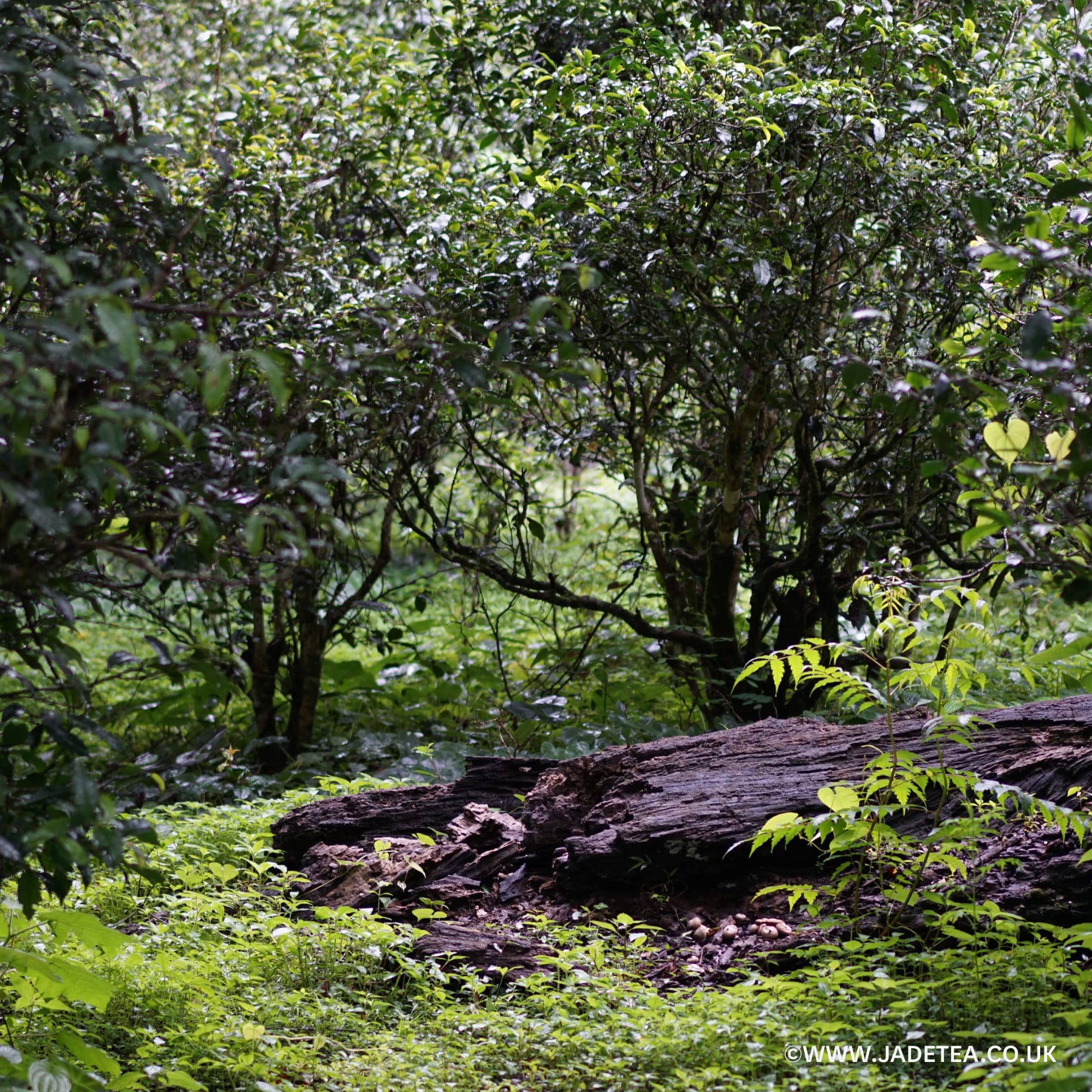 Dichte, grüne Teepflanzung mit feuchtem Laub und verrottendem Baumstamm im Vordergrund.