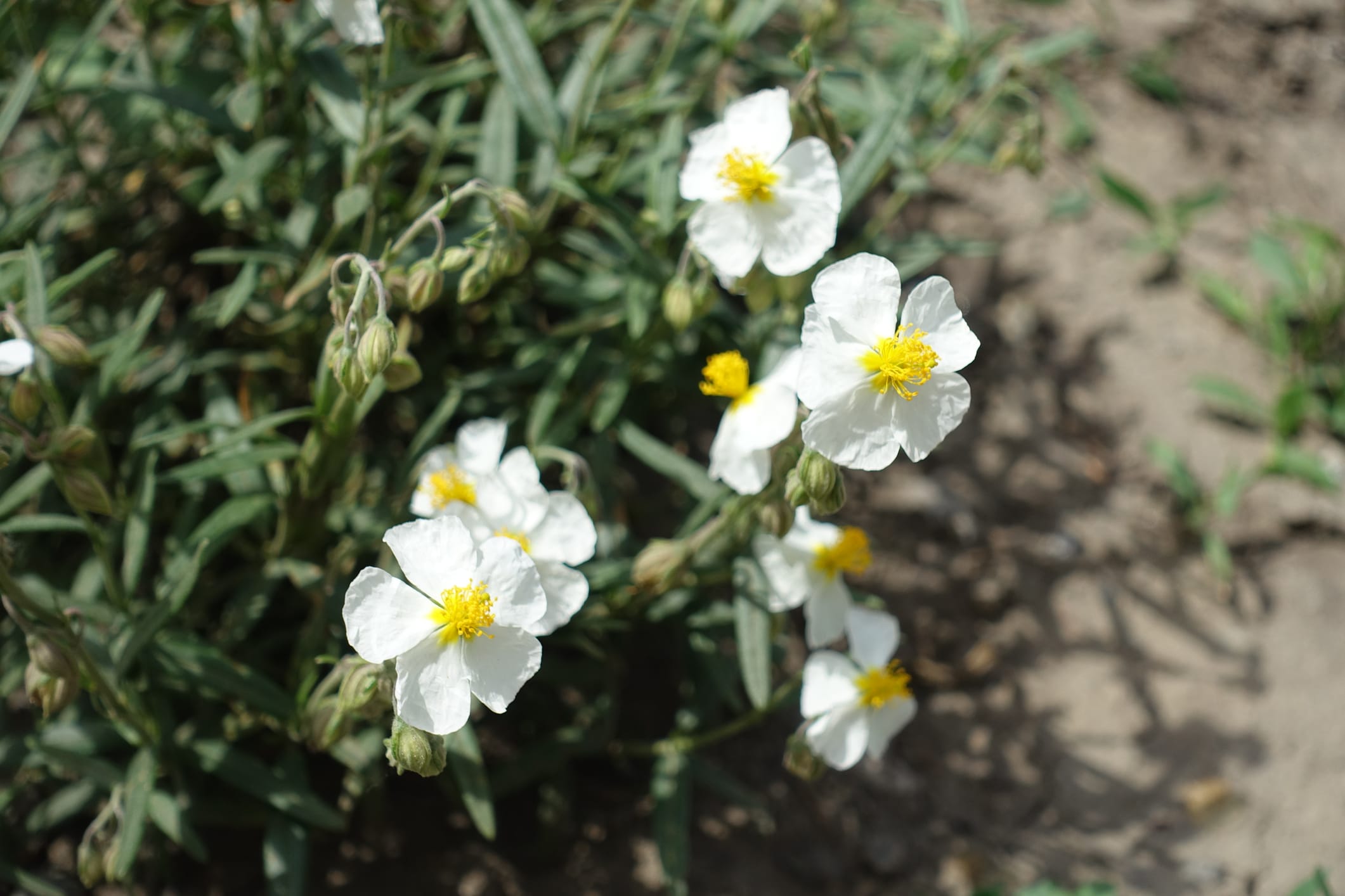 Weiße Blüten der Zistrose mit gelben Zentren auf grünen Stielen vor trockenem Boden und Gräsern