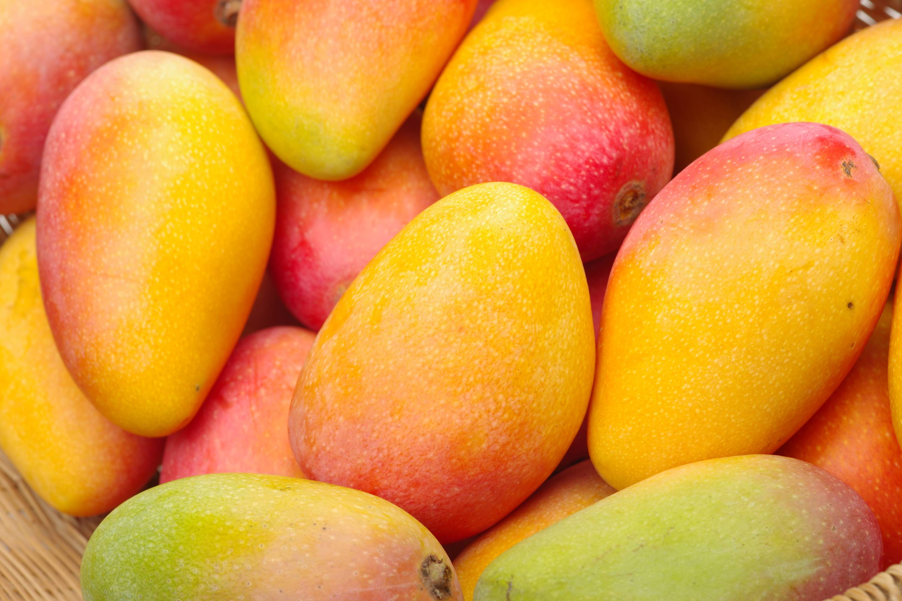 Verschiedene reife Mangos