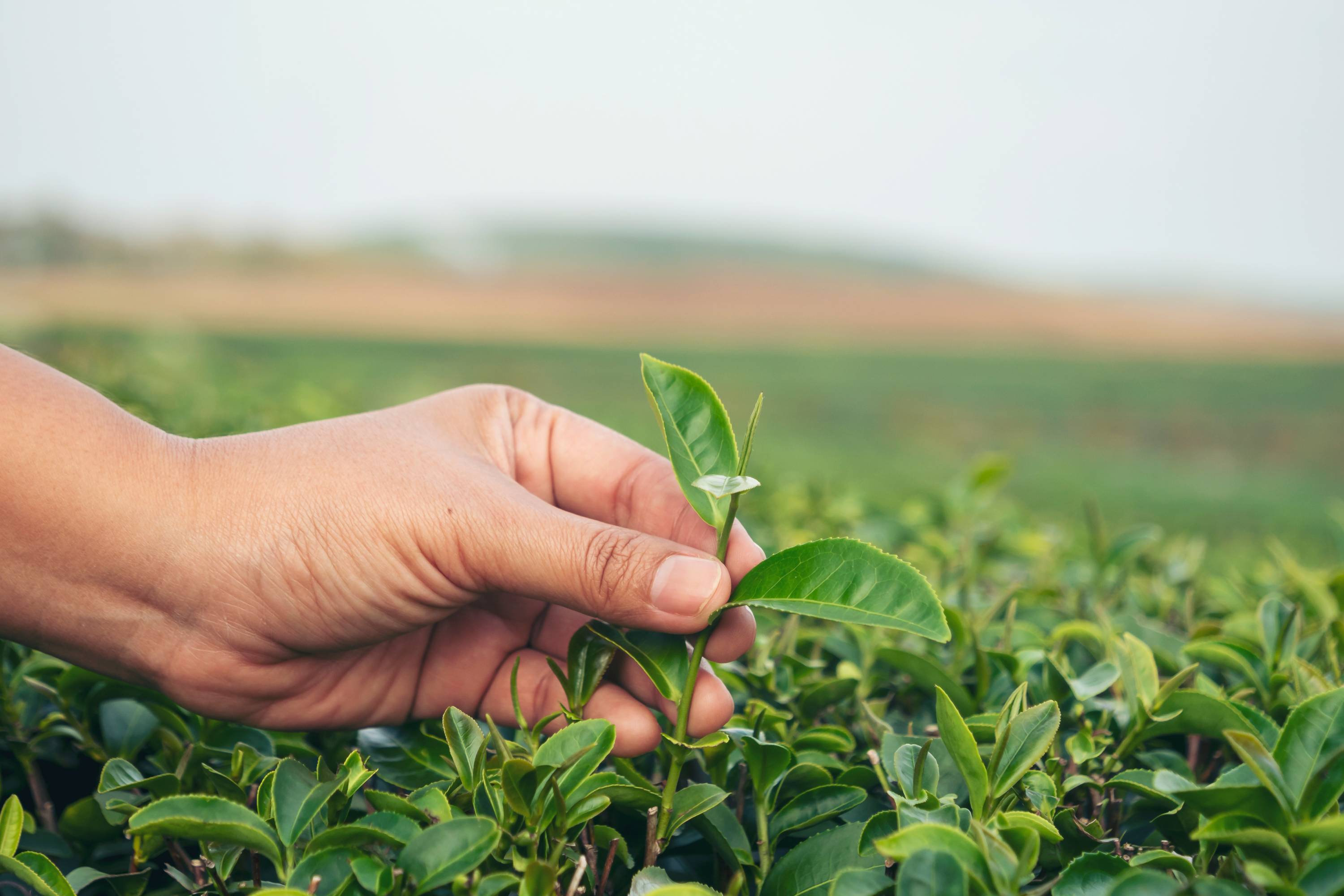 Teepflanze wird gepflückt