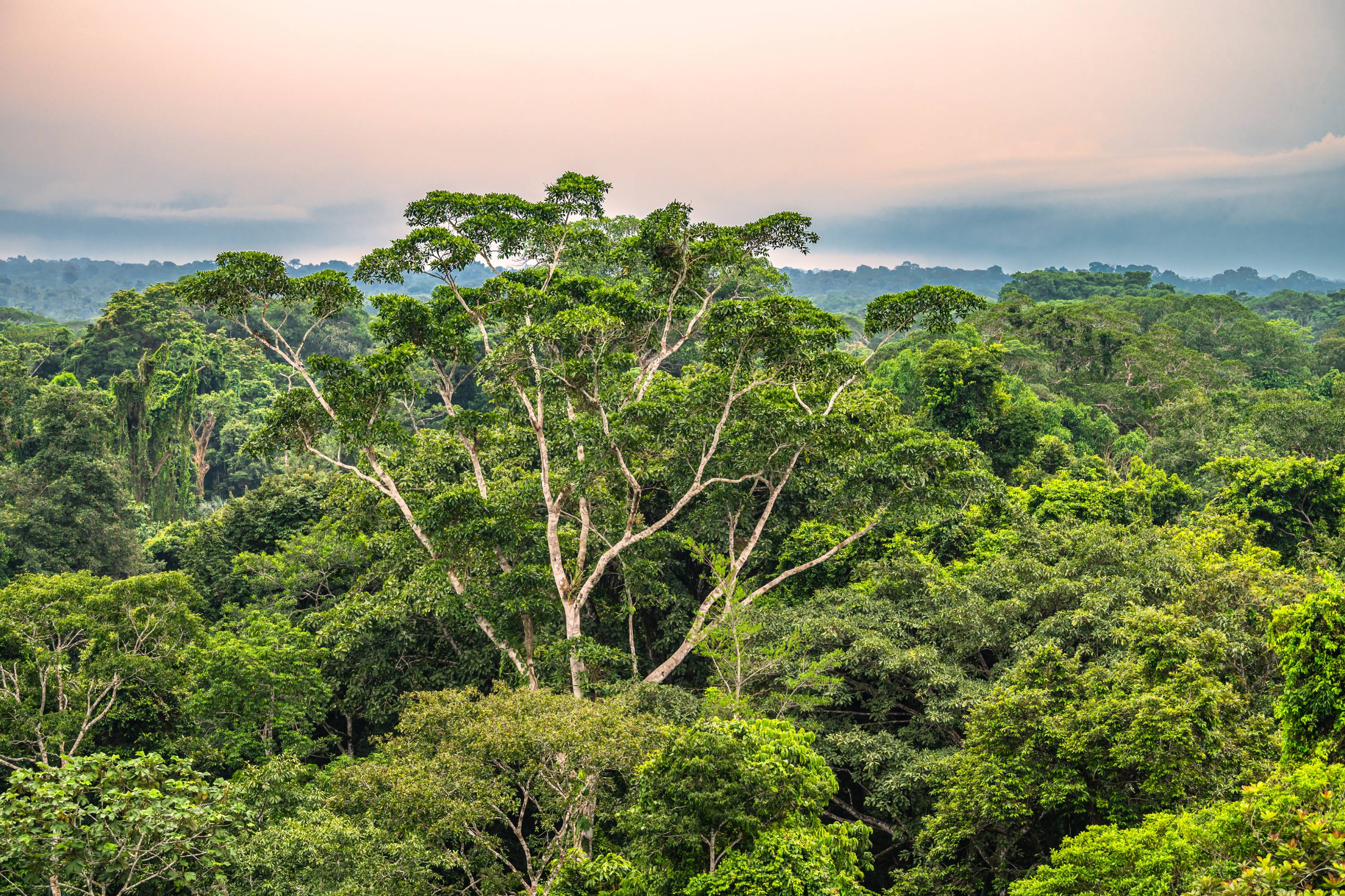 Ein hoher Baum mit hellem Stamm, umgeben von dichtem, grünem Wald im Amazonas-Regenwald