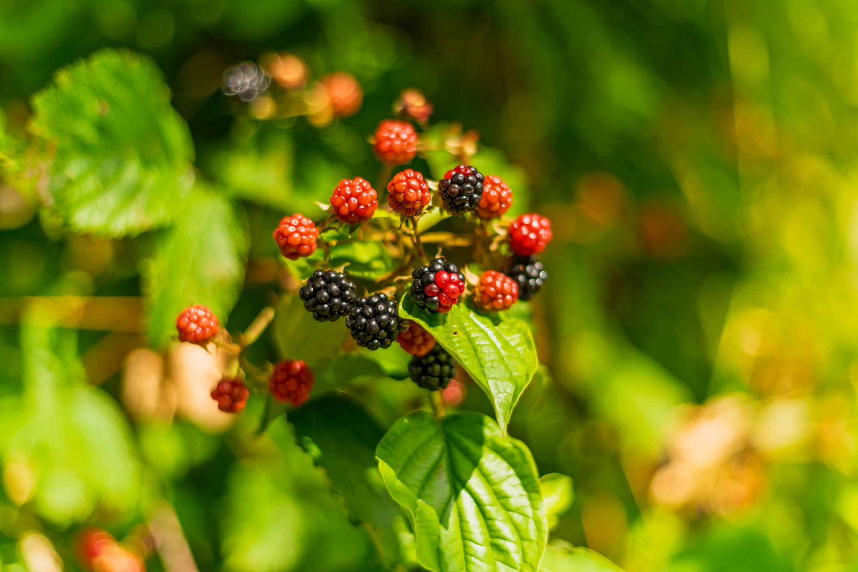 Brombeerzweig im Wald mit reifen schwarzen und unreifen roten Beeren, umgeben von grünen Blättern