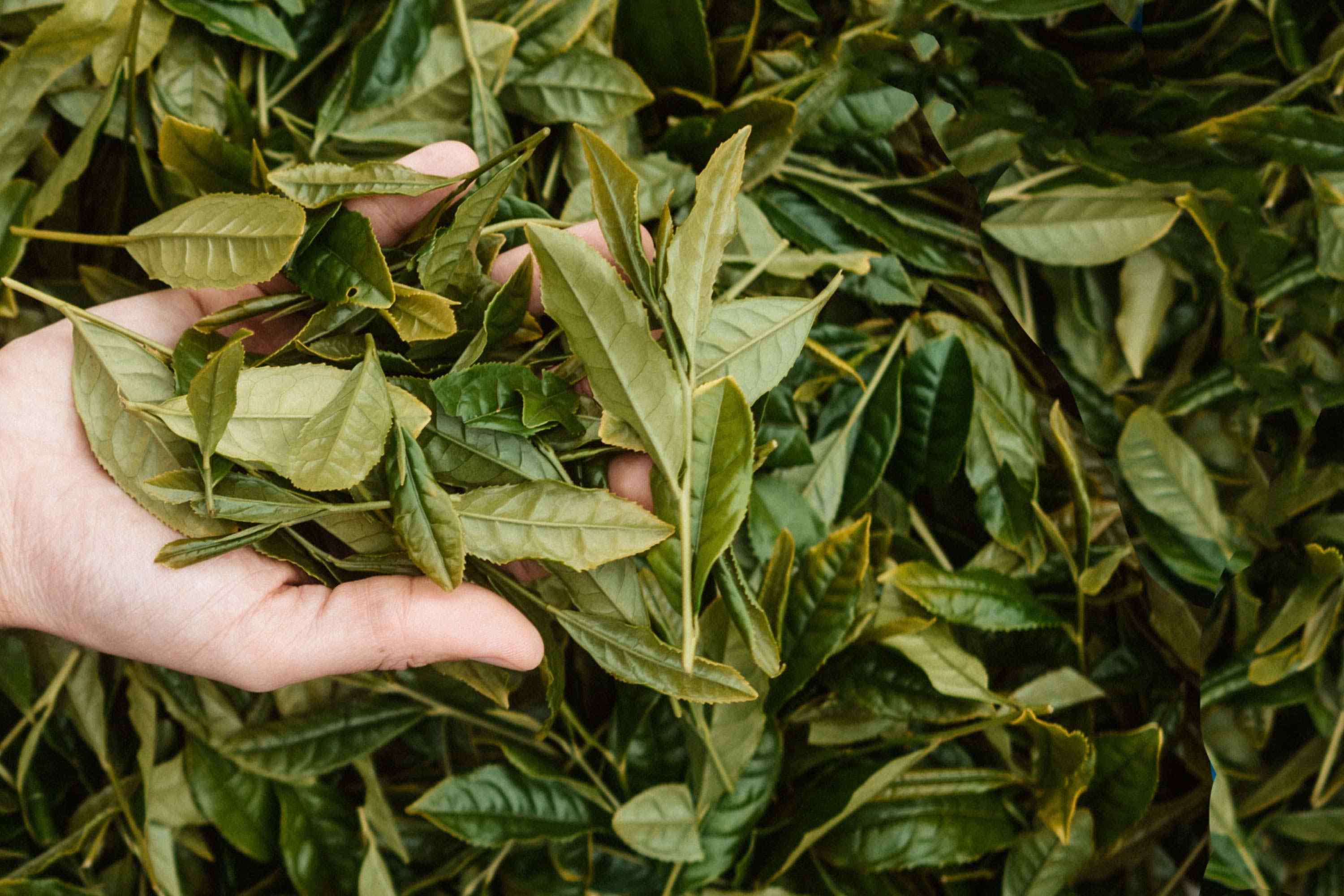 Hand hält frische grüne Teeblätter vor einem Hintergrund aus losem Blattgut