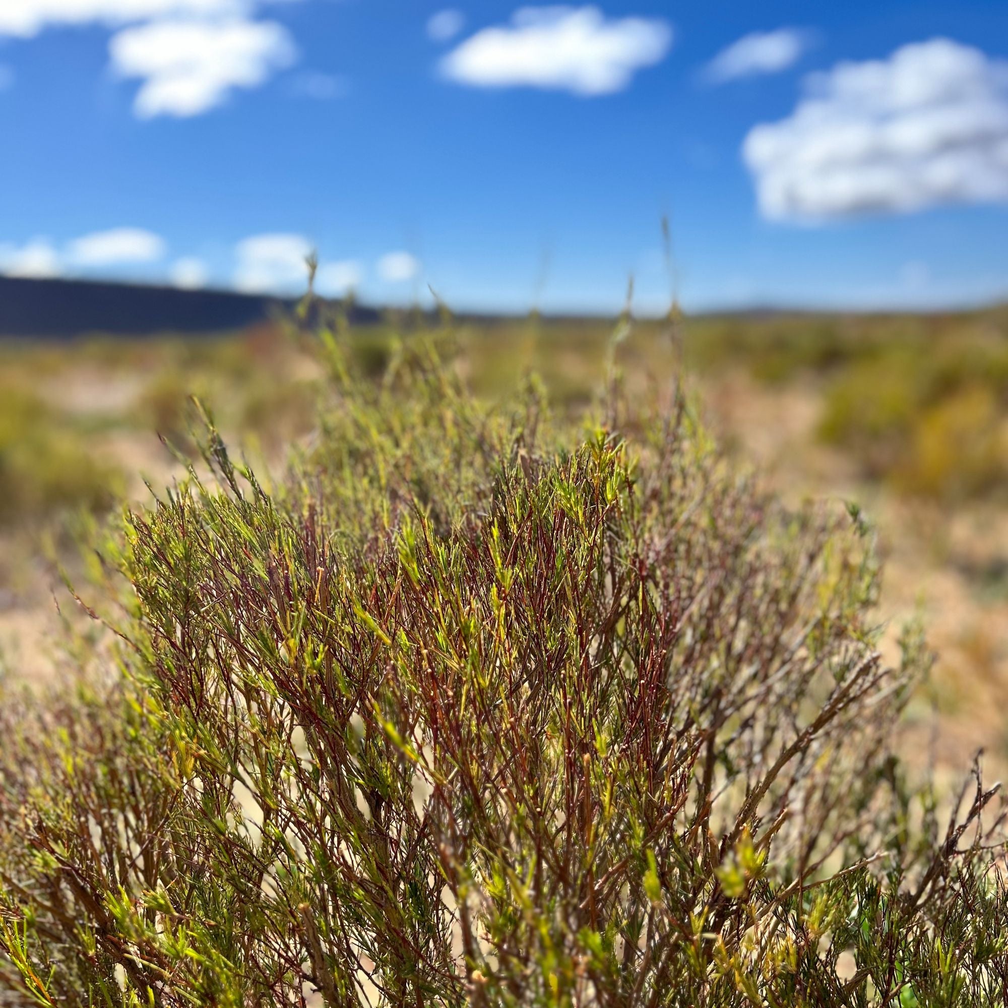 Nahaufnahme eines Strauchs mit grünen und roten Zweigen vor blauem Himmel und Wüstenlandschaft.